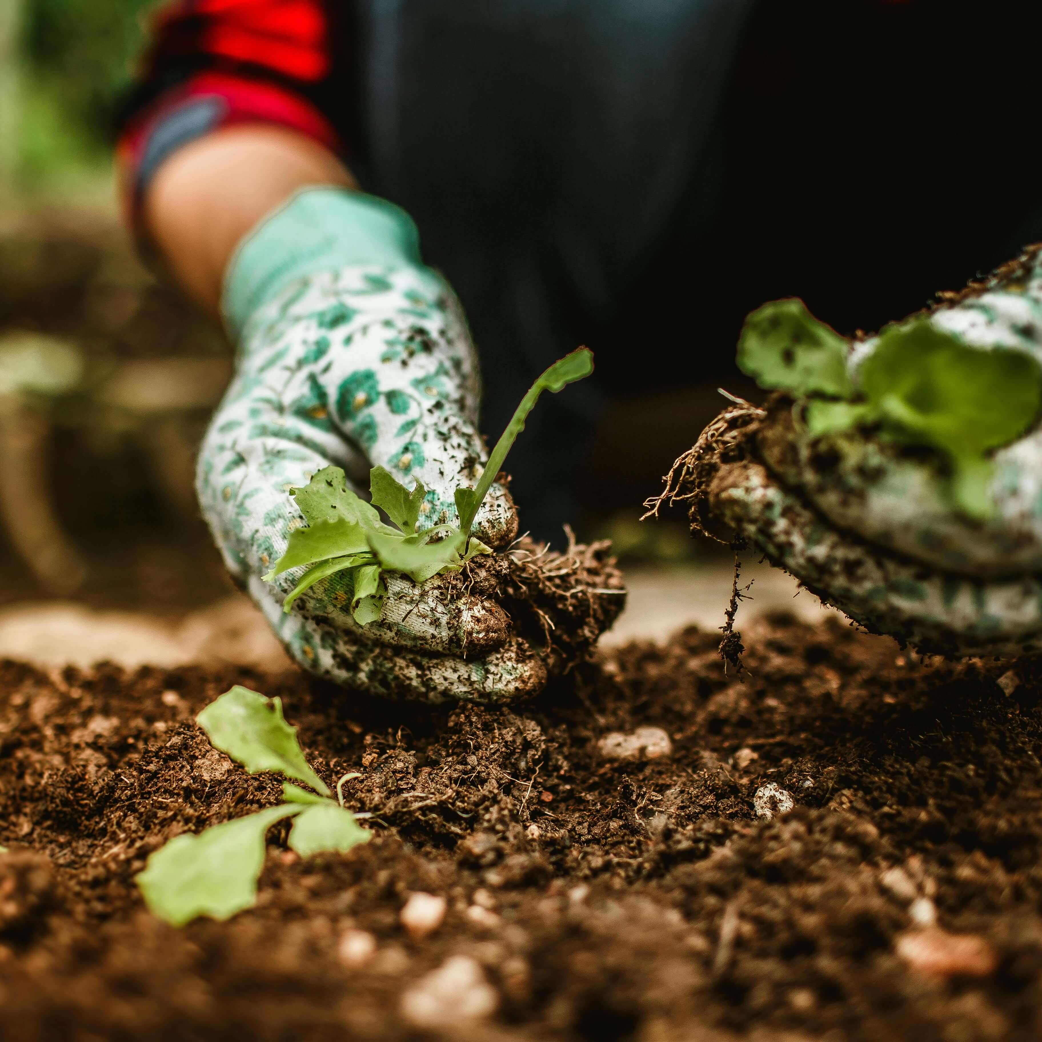 Method 4: Mulch Over Them