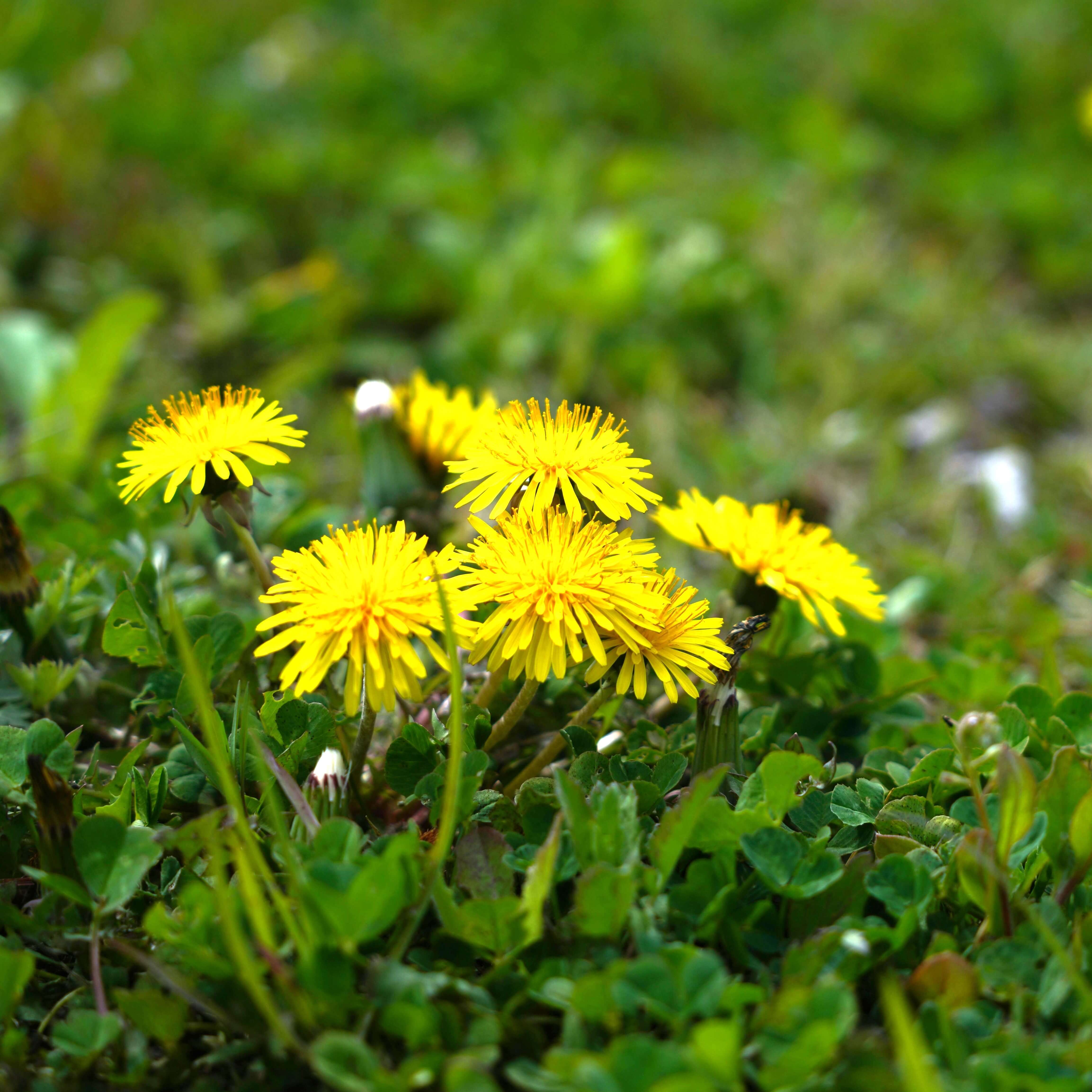 Step 2: Remove the Weeds